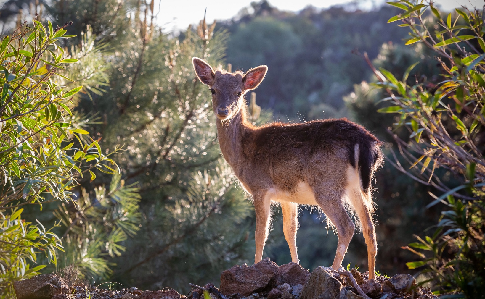 La Zagaleta fauna